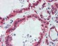 GAPDH Antibody